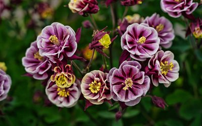 オダマキ, 紫の花, 紫オダマキ, おばあちゃんのボンネット, コロンバイン, オダマキの背景, 花の背景, 多年生植物