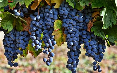uvas, vendimia, frutas, granos de uva, uvas maduras, viñedo, uvas en crecimiento