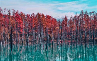 lagoa azul shirogane, outono, lago azul, árvores de outono, aoi ike, biei, hokkaido, cenário de outono, árvores vermelhas, árvores no lago, japão, rio biei