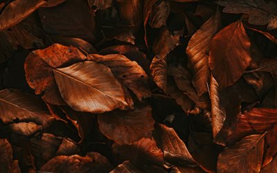 foglie d autunno, 4k, macro, autunno, foto con foglie, foglie d arancio, sfondo con con foglie, trame naturali, foglie