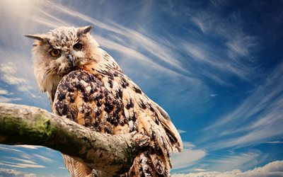 Owl on tree, 4k, wildlife, blue sky, pictures with owls, Strigiformes, Owl on branch, Owls, Owl