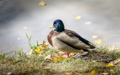 Mallard, duck, autumn, lake, beautiful duck, wild duck, dabbling duck, Anas platyrhynchos, autumn leaves