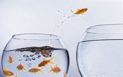 sii diverso, 4k, il pesce salta nell'acquario, fuori dalla tua zona di comfort, pesce rosso, cambiamento dell'ambiente, cambia concetto