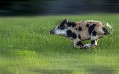 cerdo salvaje corriendo, hierba verde, campo, lechón, cerdo manchado, animales salvajes, cerdos