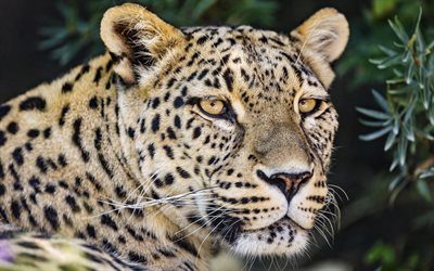 leopardo, olhar, gato selvagem, animais perigosos, olhos de leopardo, animais selvagens, ásia, leopardos