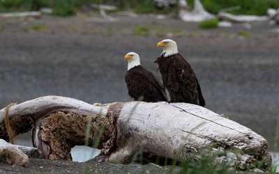 Bald eagle, birds of prey, pair of eagles, wildlife, sea eagles, North America, USA