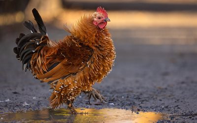 rooster, ferme, gallus gallus domesticus, oiseau domestique, poulet, beau coq