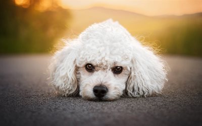 Poodle, small white dog, white toy poodle, cute animals, pets, dogs, white poodle, poodle puppy