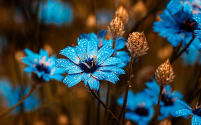 floras de milho azuis, macro, flores silvestres, flores azuis, centurea cyanus, orvalho, gotas de água, lindas flores, flores de milho