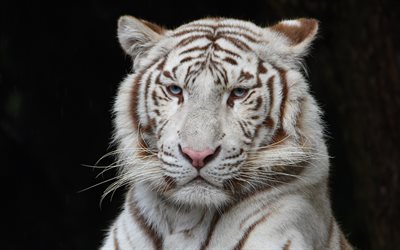 white tiger, wild cat, dangerous animals, blue eyed tiger, wild animals, Asia, tigers
