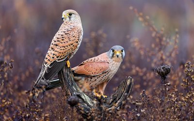 common kestrel, falcons, Falco tinnunculus, bird of prey, pair of falcons, wildlife, wild birds, European kestrel, Old World kestrel