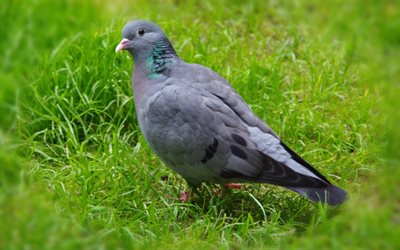 gray dove, 4k, wildlife, green grass, gray birds, Columbidae, dove, doves