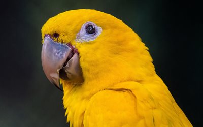 Golden Aratinga, 4k, exotic birds, bokeh, yellow birds, Guaruba guarouba, yellow parrots, wildlife, parrots