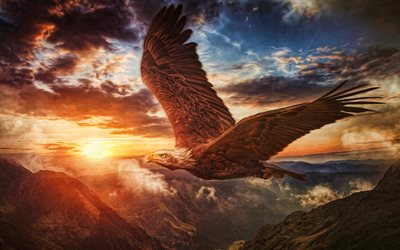 águia careca voadora, 4k, vida selvagem, símbolo dos eua, pôr do sol, pássaros da américa do norte, águia careca, pássaros predadores, símbolo americano, haliaeetus leucocephalus, falcão