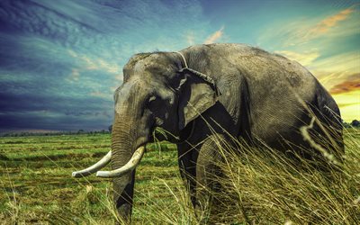 elefant, abend, sonnenuntergang, große weiße stoßzähne, wilde natur, großer elefant, afrika, savanne, elefanten