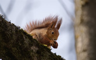 écureuil aux noix, forêt, écureuil sur une branche, animaux sauvages, animaux de la forêt, écureuils, animaux mignons