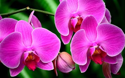 purple orchids, 4k, macro, beautiful flowers, bokeh, purple flowers, branch of orchids, phalaenopsis, orchids, Orchidaceae, orchid branch