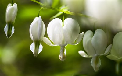 Dicentra, bleeding-hearts, white dicentra, Dicentra cucullaria, white flowers, North America, dicentra branch