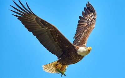 4k, águia careca voadora, céu azul, símbolo dos eua, vida selvagem, pássaros da américa do norte, bokeh, águia careca, pássaros predadores, símbolo americano, haliaeetus leucocephalus, falcão