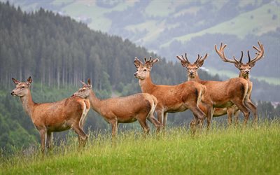 deer, wildlife, mountains, herd of deer, mountain landscape, wild animals