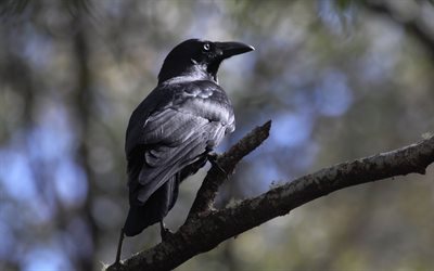 crow, 4k, şube üzerinde bird, yaban hayatı, bokeh, siyah kuşlar, corvus, şube üzerinde karga
