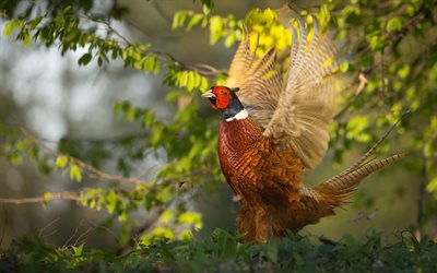 pheasant, wingspan, beautiful birds, wildlife, pheasants, colorful birds, pheasant in nature