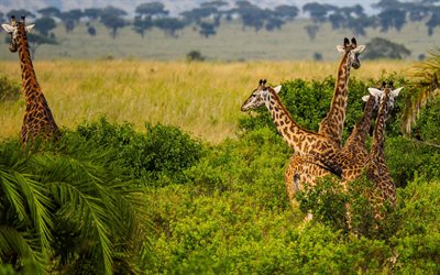 jirafas, vida silvestre, tarde, puesta de sol, rebaño de jirafas, animales salvajes, sabana, áfrica
