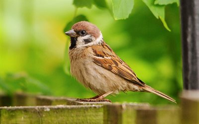 sparrow, 4k, uccelli marroni, fauna selvatica, bokeh, passeridae, passeri, foto con passero