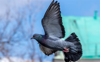 pomba voadora, 4k, vida selvagem, céu azul, pássaros cinzentos, pomba, columbidae, pomba cinza, pombas