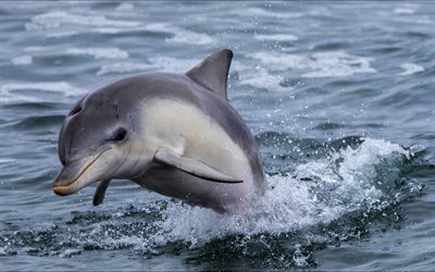 delfino, mare, mammiferi, acqua, delfino saltato fuori dall acqua, mammiferi acquatici, delfini in natura