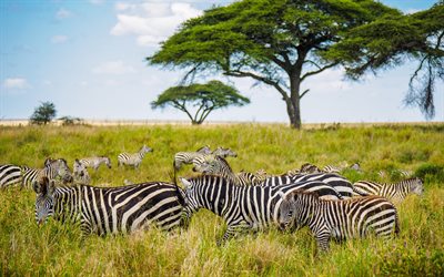 herd of zebras, savannah, wildlife, wild animals, zebras, Africa, evening, sunset, zebra