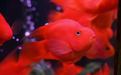 ببغاء الدم cichlid, 4k, الأسماك الغريبة, دقيق, حوض سمك, سمكة حمراء, ببغاء الدم الحمراء, amphilophus citrinellus, سمك الببغاء, سمك