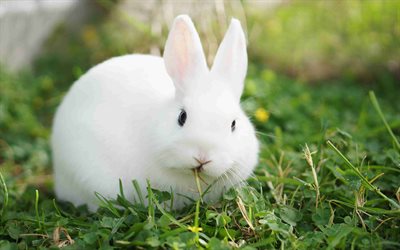 흰 토끼, 4k, 녹색 풀, 잔디에 토끼, 2023년의 상징, 푹신한 토끼, 귀여운 동물들, 토끼들