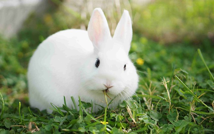 الأرنب الأبيض, 4k, عشب اخضر, الأرنب على العشب, رمز عام 2023, أرنب منفوش, حيوانات لطيفة, أرانب
