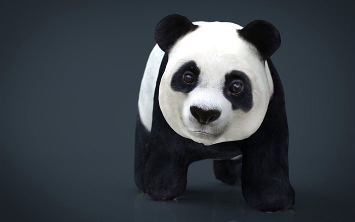 dessin animé panda, 4k, arrière-plans gris, minimal, art 3d, des animaux mignons, 3d panda, des images avec mammouth, panda minimalisme, pandas