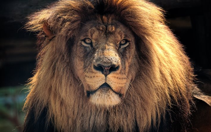 4k, lion, king of beasts, wildlife, wild animals, predators, Panthera leo, picture with lion