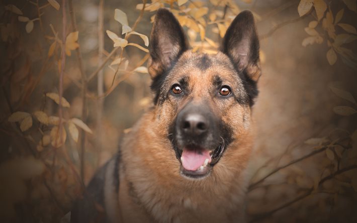 pastor alemão, 4k, cachorros, animais de estimação, bokeh, outono, canis lupus familiaris