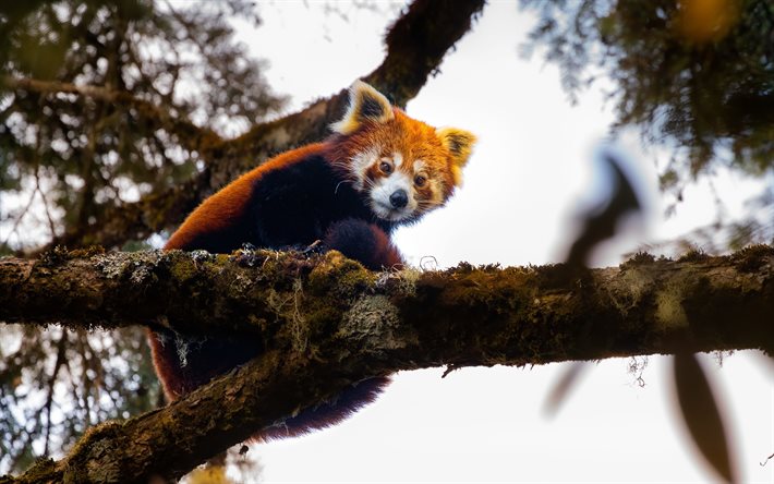 4k, red panda, forest, wildlife, Nepal, panda on tree, cute animals, Ailurus fulgens, mammals