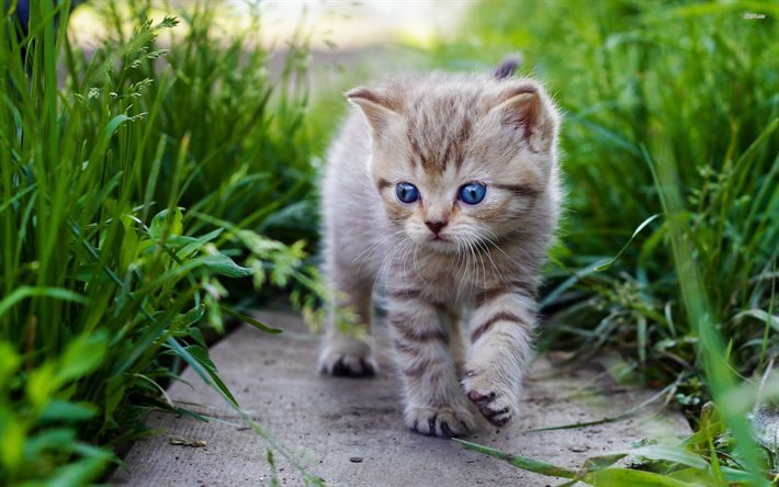 قطة صغيرة, خوخه, حيوانات أليفة, القطط, حيوانات لطيفة, كيتي بعيون زرقاء, كيتي في العشب
