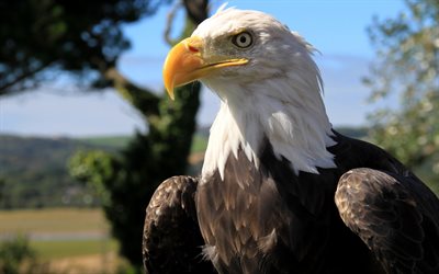 Bald Eagle, close-up, USA symbol, wildlife, birds of North America, bokeh, predator birds, American symbol, Haliaeetus leucocephalus, hawk
