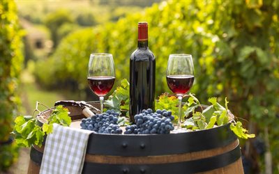 4k, vino tinto, viña, cosecha de uva, copas con vino tinto, uvas, barril de madera, conceptos de vino