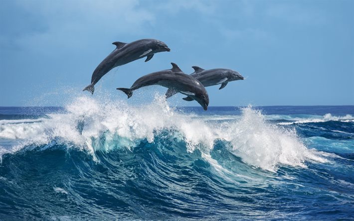 4k, dolphins, sea, three dolphins, seascape, wild dolphins, mammals, jumping dolphins