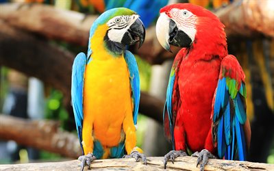 macaw blu e giallo, macca scarlatta, bokeh, uccelli esotici, due pappagalli, pappagalli colorati, ara ararauna, uccelli colorati, pappagalli, macaw, macaw blu e oro, ara, pappagallo rosso
