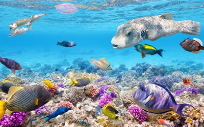 underwater world, 4k, exotic fish, wildlife, coral reef, sea, fish, corals, picture with fish