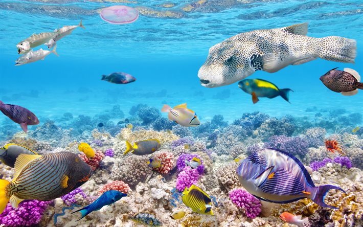 mundo submarino, 4k, peces exóticos, fauna, arrecifes de coral, mar, peces, corales, imagen con peces
