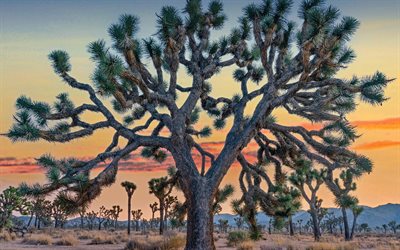 조슈아 트리 국립공원, 4k, 일몰, 사막, 미국의 랜드마크, 캘리포니아, 미국, 아름다운 자연, hdr