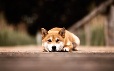 shiba inu, perro, simpáticos animales, japonés perro de tamaño pequeño, japonés shiba inu, shiba ken, razas de perros japoneses, mascotas, perros