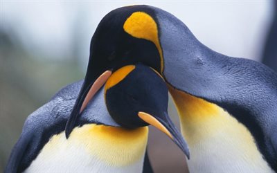 deux pingouins, gros plan, faune, spheniscidae, animaux mignons, pingouins, antarctique