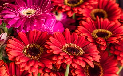 gerbera roja, macro, hermosas flores, transvaal daisy, gerbera, flores rojas, foto con gerbera