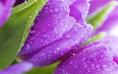 tulipanes violetas, rocío, macro, flores de primavera, bokeh, campo de tulipán, flores violetas, gotas de agua, tulipanes, hermosas flores, fondos con tulipanes, brotes violetas